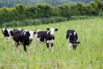 Four black and white cows in a green meadow grazing during day time 
