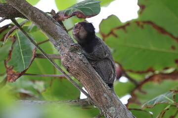 monkey on tree