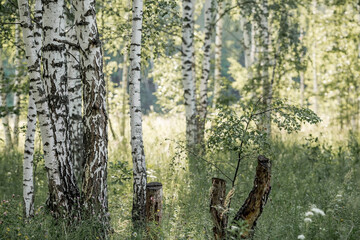Summer landscape. Russian nature and culture. Beautiful background of a birch grove. Birch with budding leaves.