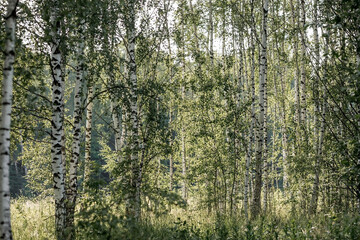 Summer landscape. Russian nature and culture. Beautiful background of a birch grove. Birch with budding leaves.