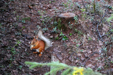 squirrel in the forest