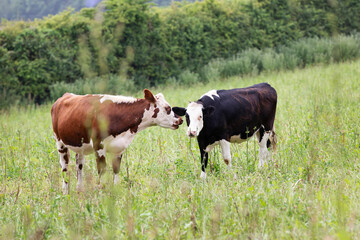Brown and white cow whispering into a black and white cows ear in pasture rich green meadow 