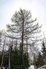 pine trees in winter