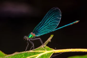 Gordijnen Vlinder Macro shots, Beautiful nature scene damselfly.     © blackdiamond67