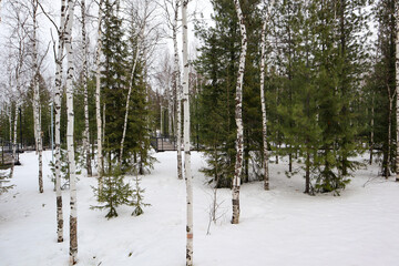 forest in winter