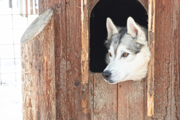 Husky dog in a wooden kennel in the snow, Lapland, Finland © michaklootwijk