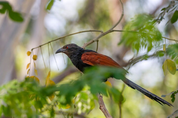 This striking photograph features a Greater Coucal bird perched against a tree backdrop. The bird's rich black and chestnut plumage stands out beautifully amidst the lush green foliage.