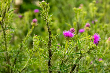 bunch of purple flowers with green stems
