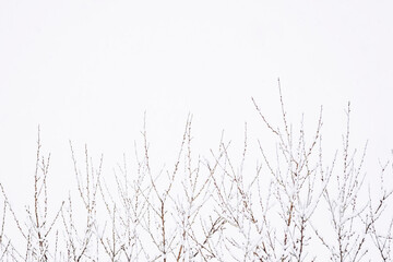Arrière-plan branchages d'arbres sous la neige en hiver