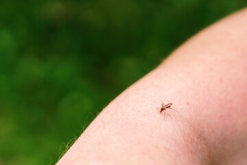 Mosquito feasting on human blood from a hand, a close-up of a common pest in action