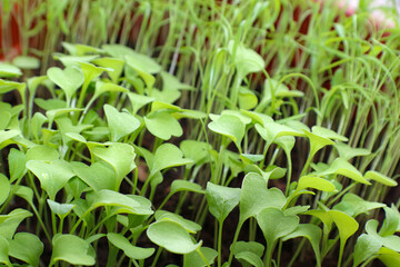 Microgreens grow in a container on the windowsill, healthy eating, growing plants at home