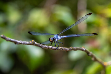 Macro shots, Beautiful nature scene damselfly.   