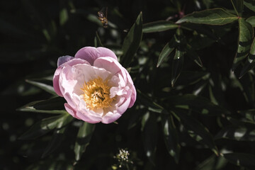 Close-up of blooming white peonies. Peony flowers and buds in the spring garden. Green natural background. A blooming garden. Beautiful bokeh.