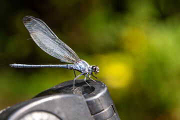 Macro shots, Beautiful nature scene damselfly.   