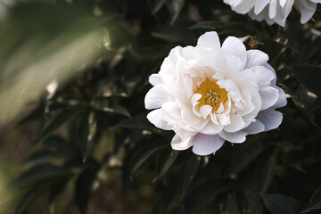 Close-up of blooming white peonies. Peony flowers and buds in the spring garden. Green natural background. A blooming garden. Beautiful bokeh.