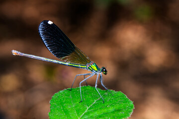 Macro shots, Beautiful nature scene damselfly.   