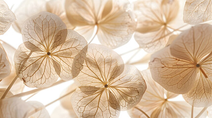 macro closeup of dried dry delicate skeleton leaves petals of hydrangea flowers blooms isolated on white background : Generative AI