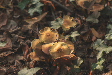 High angle view of Hymnopus Dryophilus mushroom.