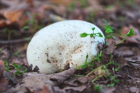 High angle view of Bovista Plumbea mushroom