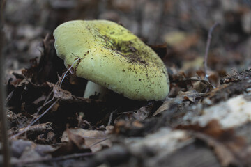 High angle view of Russula Meterophylla mushroom.
