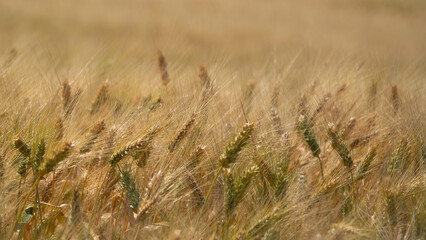 Wheat field with mature wheat, blurred background.