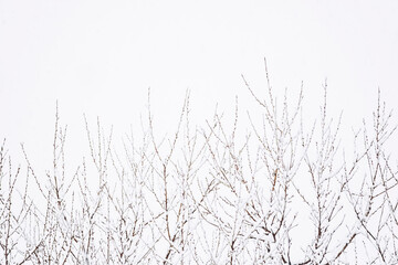 Arrière-plan branchages d'arbres sous la neige en hiver