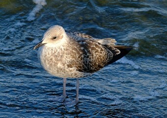 Möwe