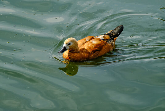 Red duck ogar on a sunny summer day