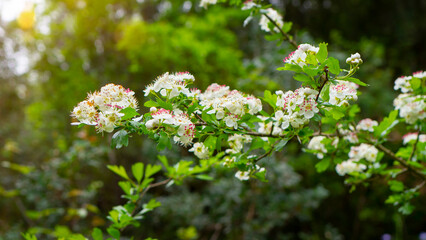 A blooming cherry tree with beautiful white and pink flowers.