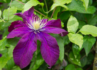 clematis florida
