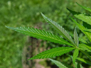 Close up on a cannabs leaf