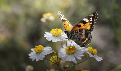 Compton Tortoiseshell butterfly on white small flowers with blurred background