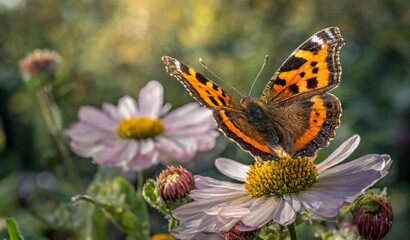 Obraz premium Painted Lady butterfly on a white flower with blurred background
