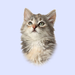Adorable cat on light blue background. Pet portrait