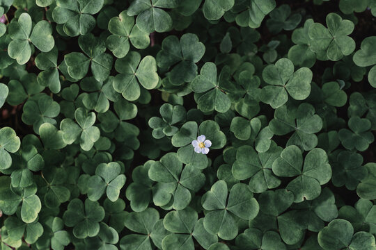 Green natural background. Green leaves of wood sorrel against a dark background - a tuberous perennial plant with hardy evergreen foliage. Creeping sorrel or Oxalis corniculata decorative leaf garsa