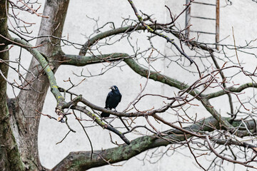 Raven on a tree branch. crow