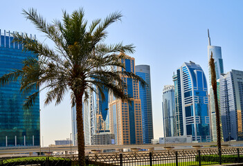 palm tree grows against the backdrop of the architecture of Dubai Marina