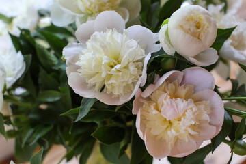 Blurred floral background. A bouquet of white peonies.