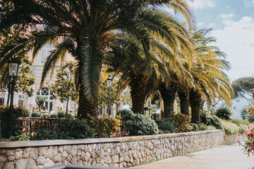 palm trees in the city