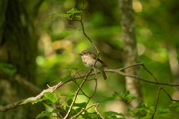 black and white european pied flycatcher female.