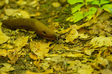  Spanish slug Arion vulgaris snail crawls