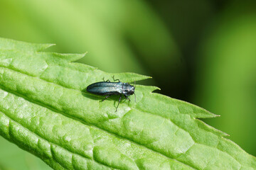 Agrilus, probably agrilus cyanescens.  Family jewel beetles or metallic wood-boring beetles (Buprestidae). On a leaf of Canadian goldenrod (Solidago Canadensis). Dutch garden, summer, June