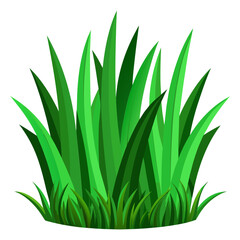 green grass isolated on white background