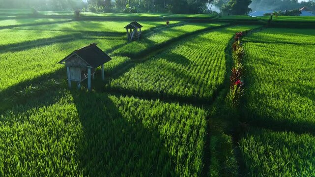 Landscape view of rice fields in Payangan district, Gianyar Regency, Bali, Indonesia