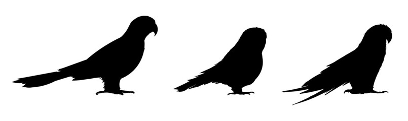 bird silhouette