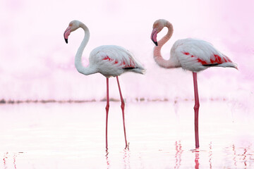 This captivating photograph features two flamingos set against a soft pink background. The birds' vibrant pink plumage and graceful poses create a striking and harmonious visual composition.