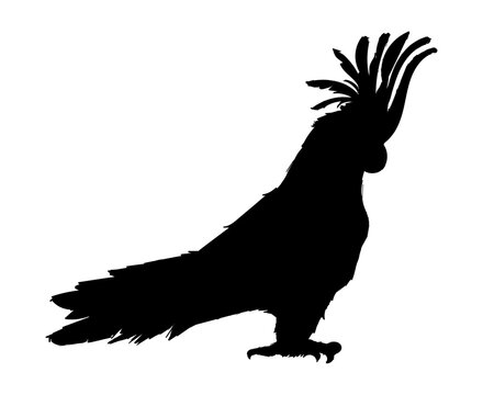 recommend clip art: parrot silhouette