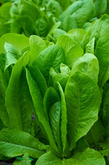 Bright green lettuce leaves grow in the ground. Harvesting. Healthy diet.