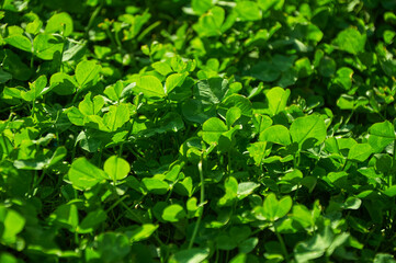 Obraz premium Green background with shamrocks. Clover on a sunny day. Carpet made of natural clover. Natural grass background