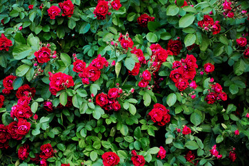 Large bush with many red roses close-up. Beautiful floral background.